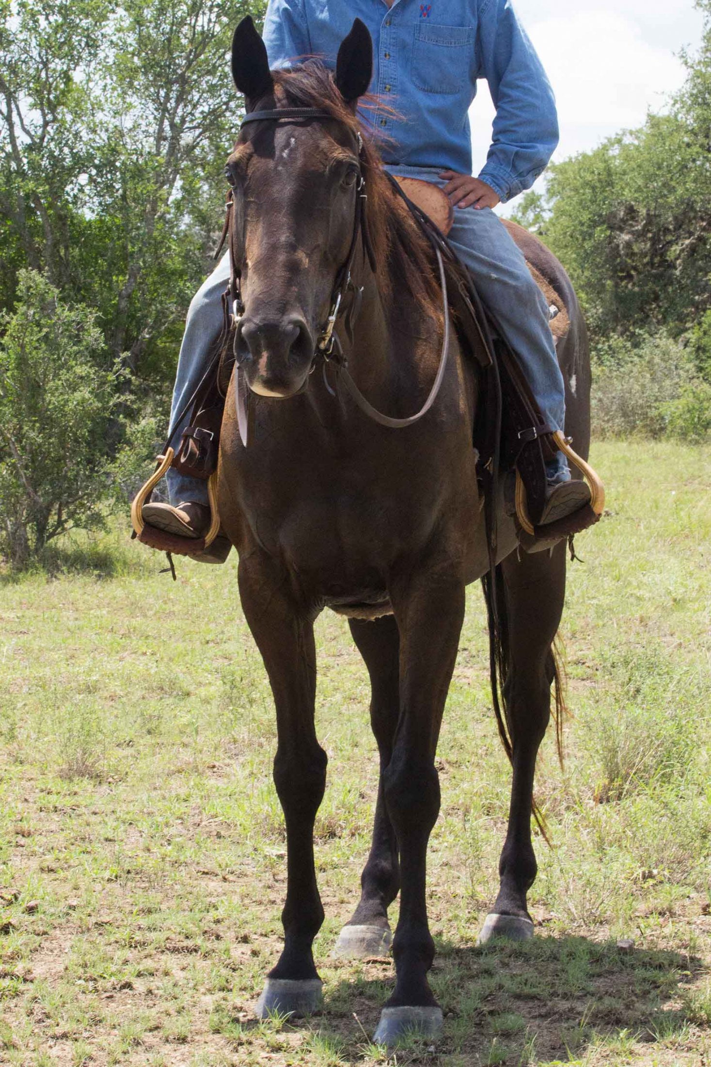 Isidro the quarter horse with a big heart