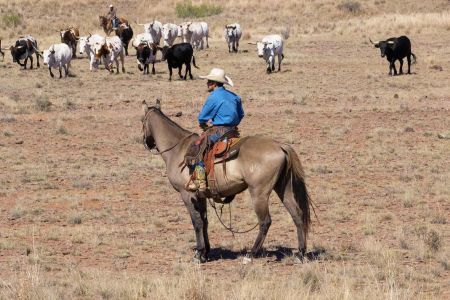 Rockafella in rough country sorting cattle
